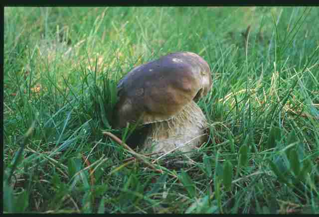  Image name: 78 Porcino.jpg 
 width: 640 pixel 
 height: 436 pixel 
 Size: 22656 bytes 
 Click to enlarge 